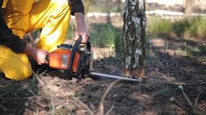 Professional Tree Removal in Hughes Springs, TX